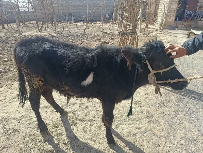 öküzçe - Kaka - img 1