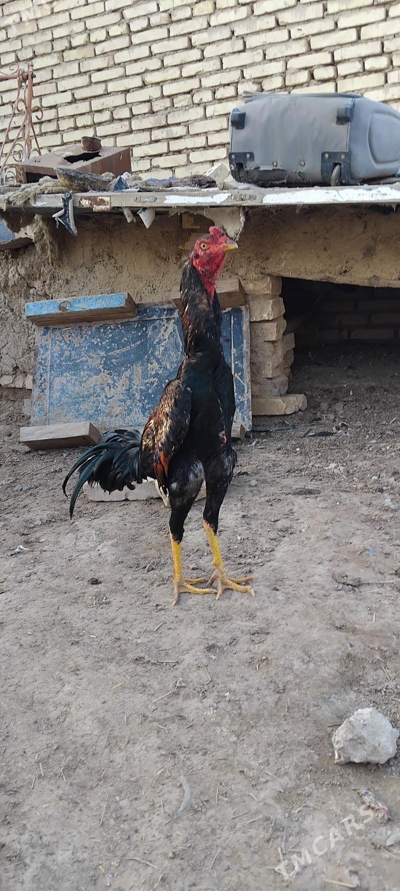 Horaz - Wekilbazar - img 1