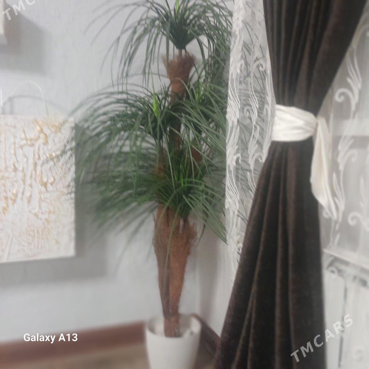 Palma - Aşgabat - img 1