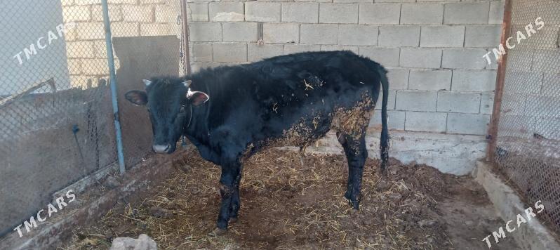 Göle - Änew - img 1