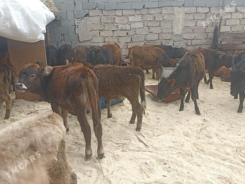 öküzçe tüwe öküz göle - Aşgabat - img 1