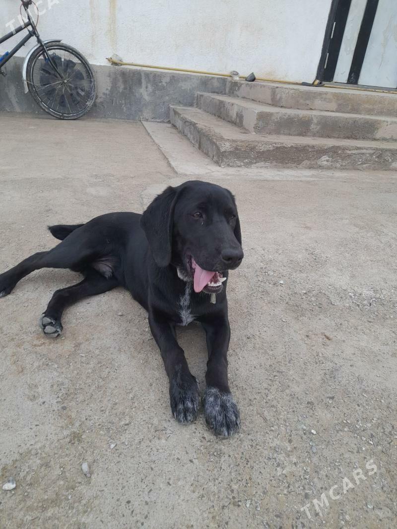 awçy itlerawçy itle - Ак-Бугдайский этрап - img 1