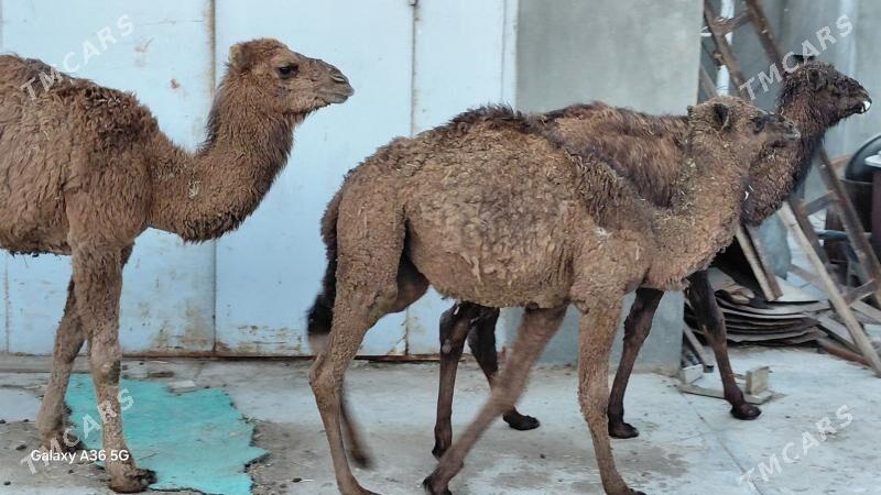 Torum - Гызыларбат - img 1