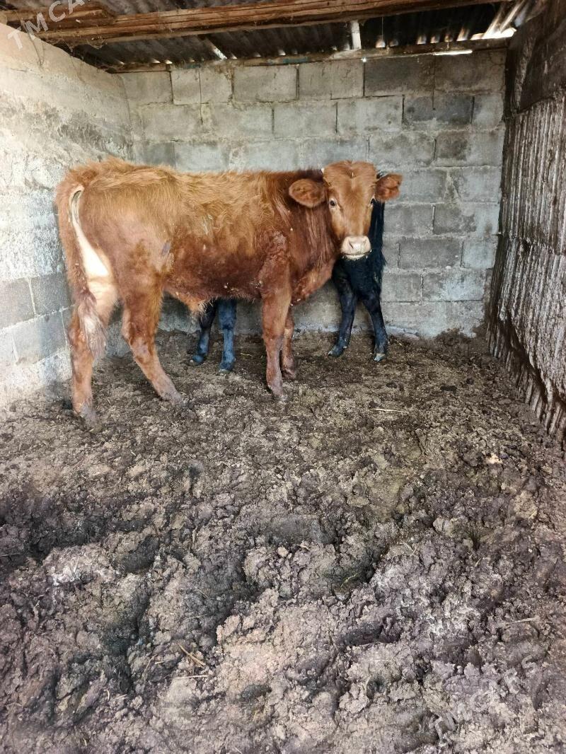 2 öküz - Büzmeýin - img 1