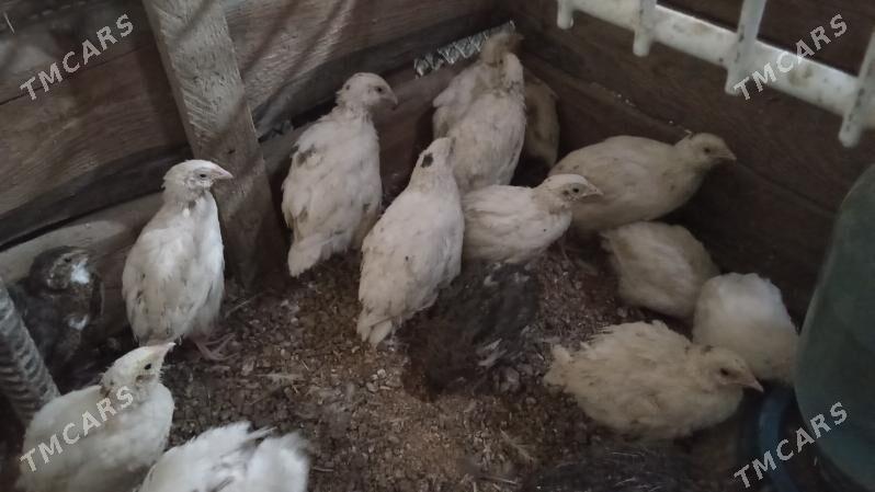 Bedene jüje - Bedew - img 1