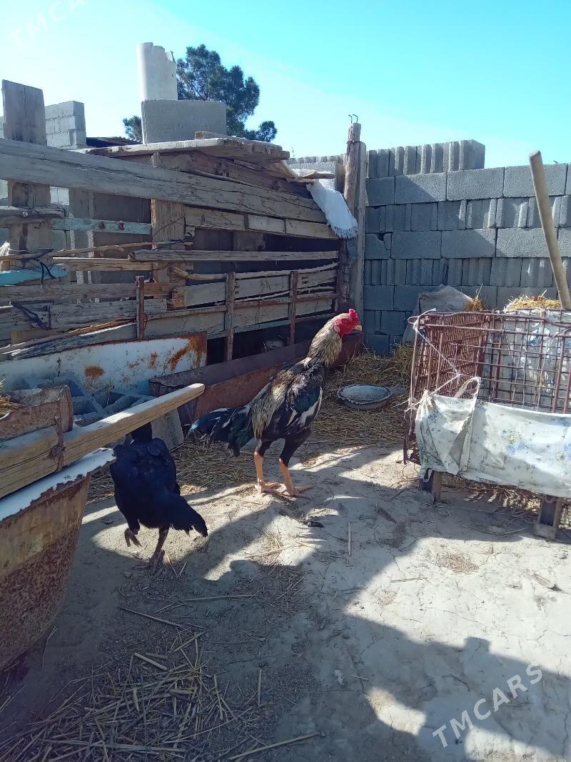 Taşkent - Бахарден - img 1