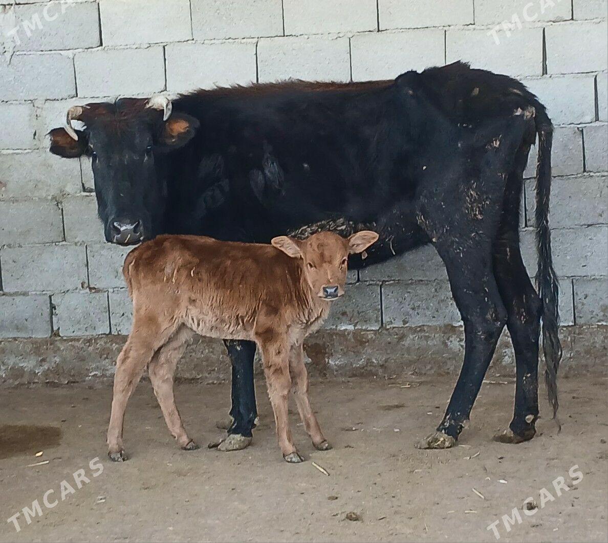 goleli sygyr bogaz - Herrikgala - img 1
