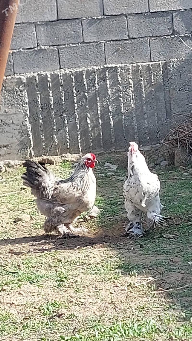 horaz - Херрикгала - img 1