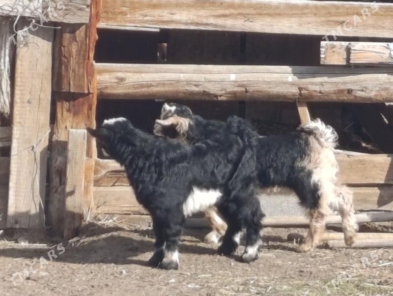 cebis - Bagyr - img 1