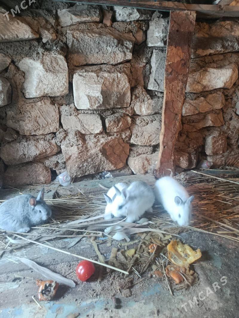 welikan towsan cagalary - Туркменбаши - img 1