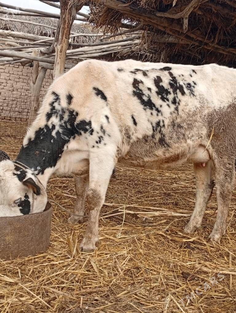 goleli sygyr - Gubadag - img 1