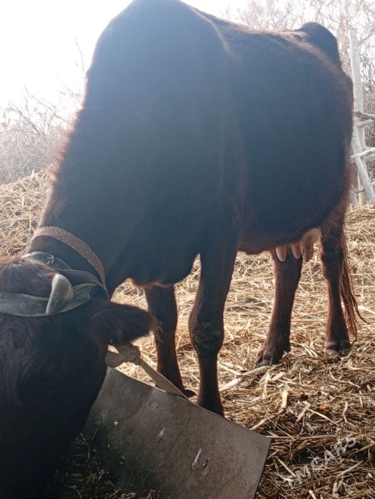 goleli sygyr - Губадаг - img 1