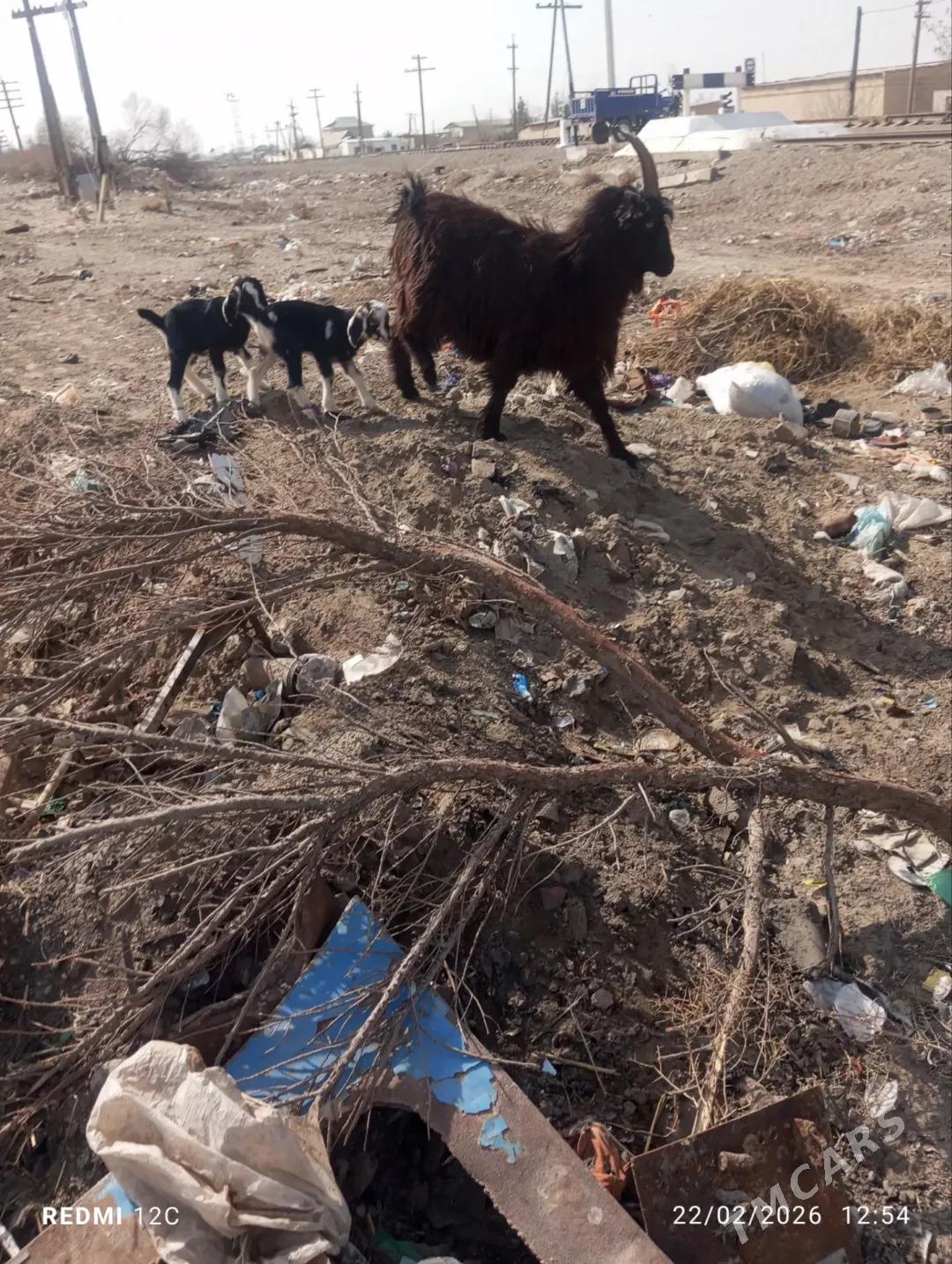 ekiz owlakly geçi - Farap - img 1