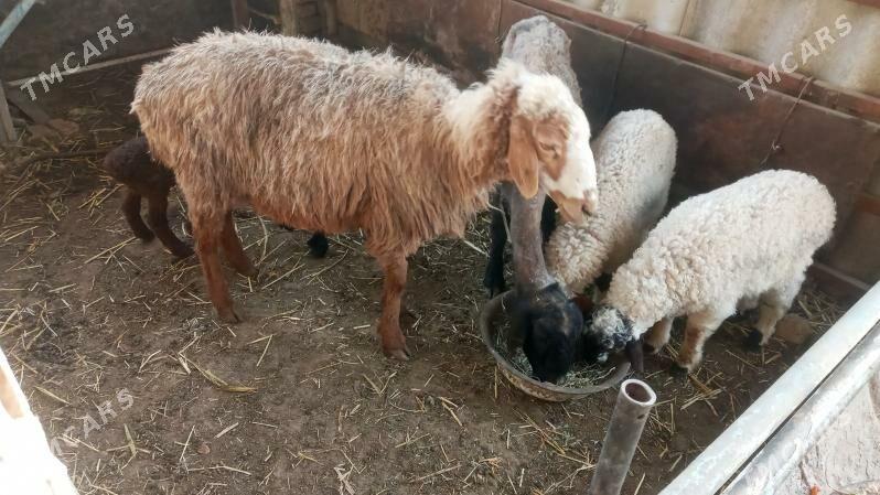 ekiz guzuly goyun - Мары - img 1