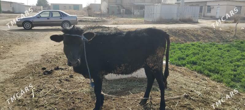 Unacyn - Дянев - img 1