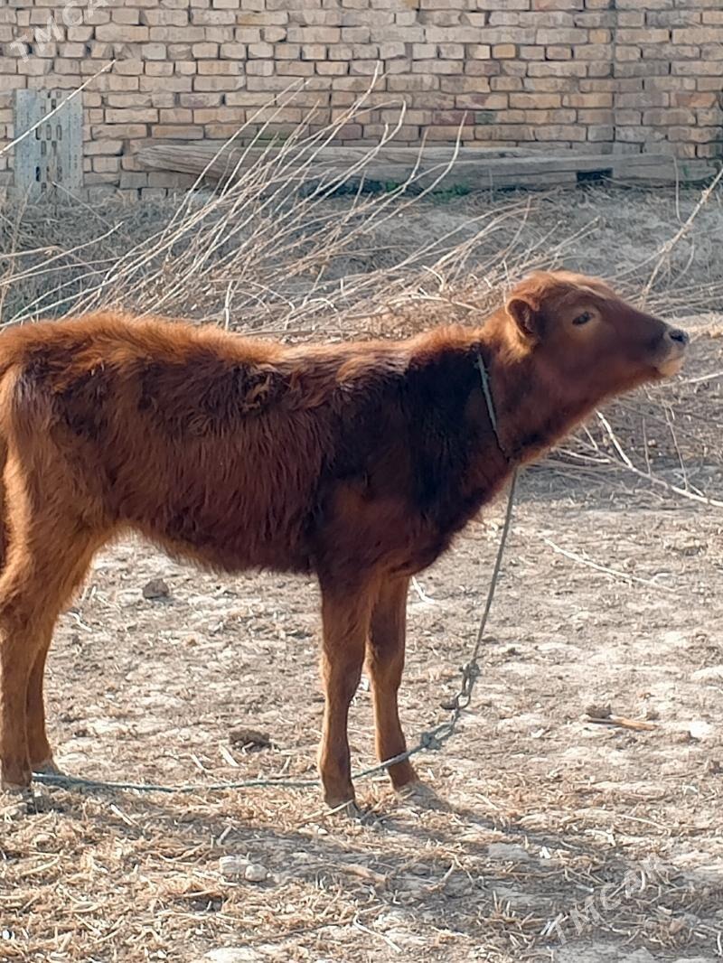 Unajynça Burlat - Чарджоу - img 1