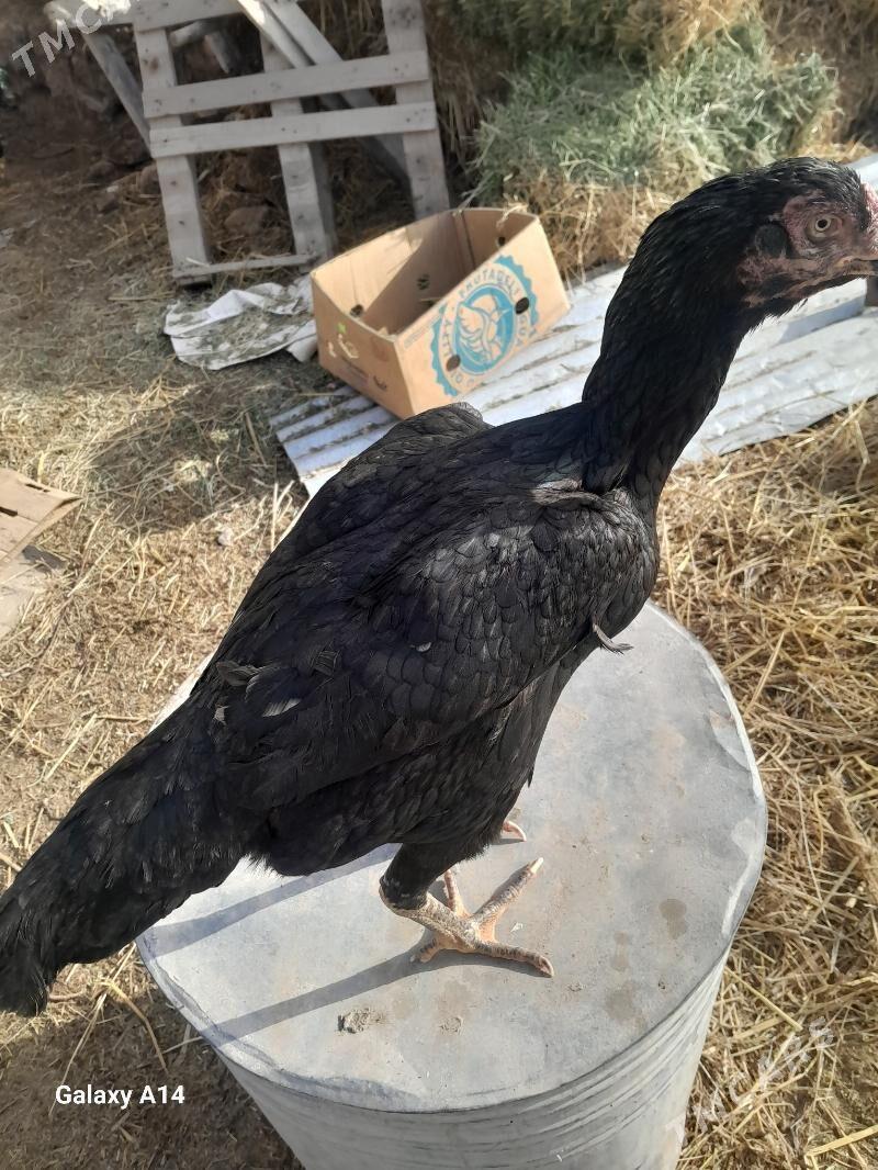 O ŞAMO TOWUK - Туркменабат - img 1