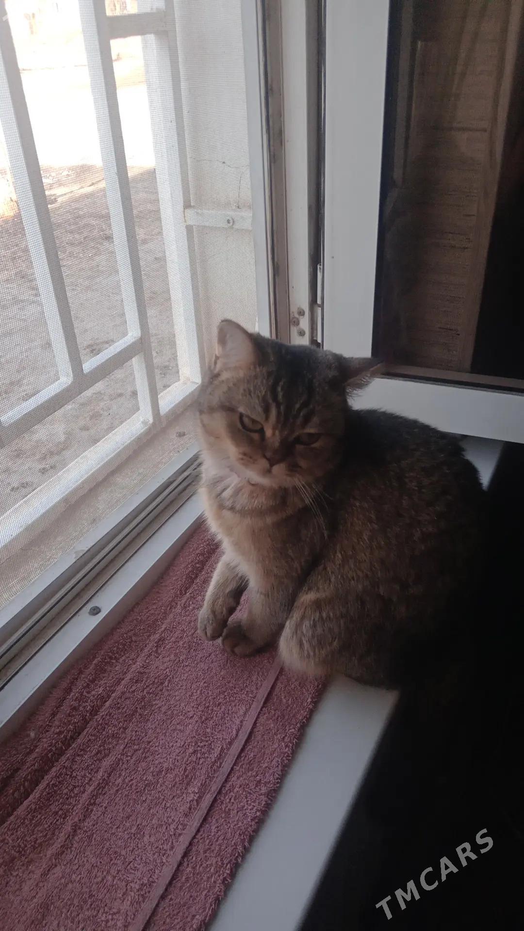 кошка британская 9 месяцев дев - Mary - img 1