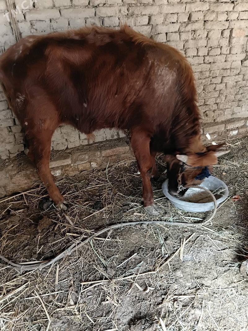 Ökuz.şiwes.paroda - Mary - img 1