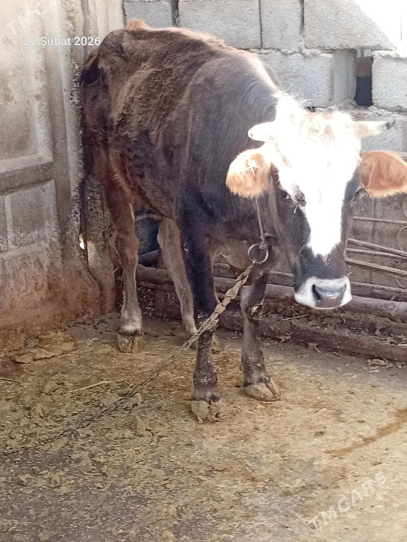 sygyr - Bäherden - img 1