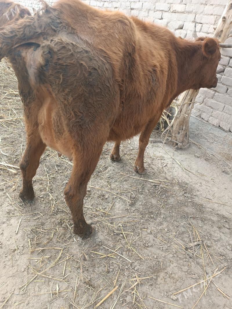 goleli sygyr - Gubadag - img 1