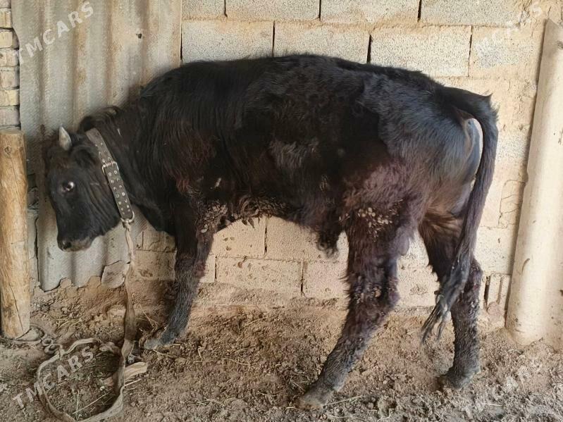 okiz - Gypjak - img 1