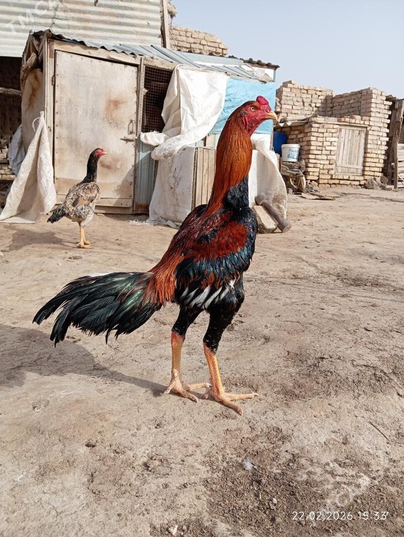 HORAZ - Murgap - img 1