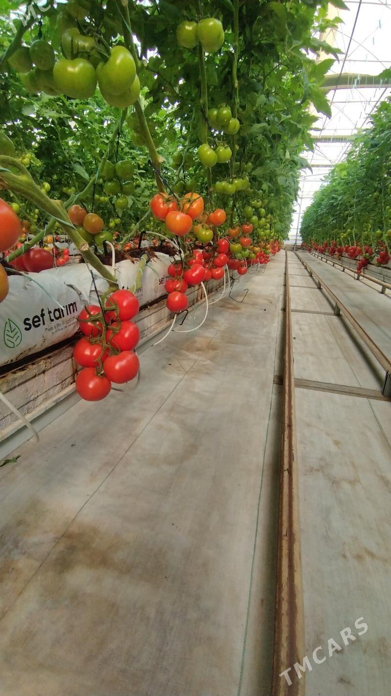 TEPLİSA. ( PARNİK ) - Gökdepe - img 1