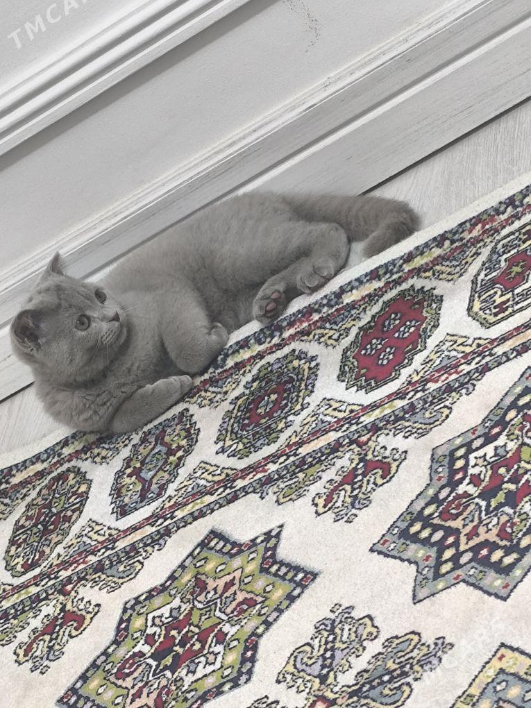 шотландская веслоушка - 3 mkr - img 1