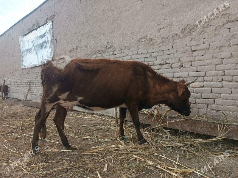 goleli sygyr - Gubadag - img 1