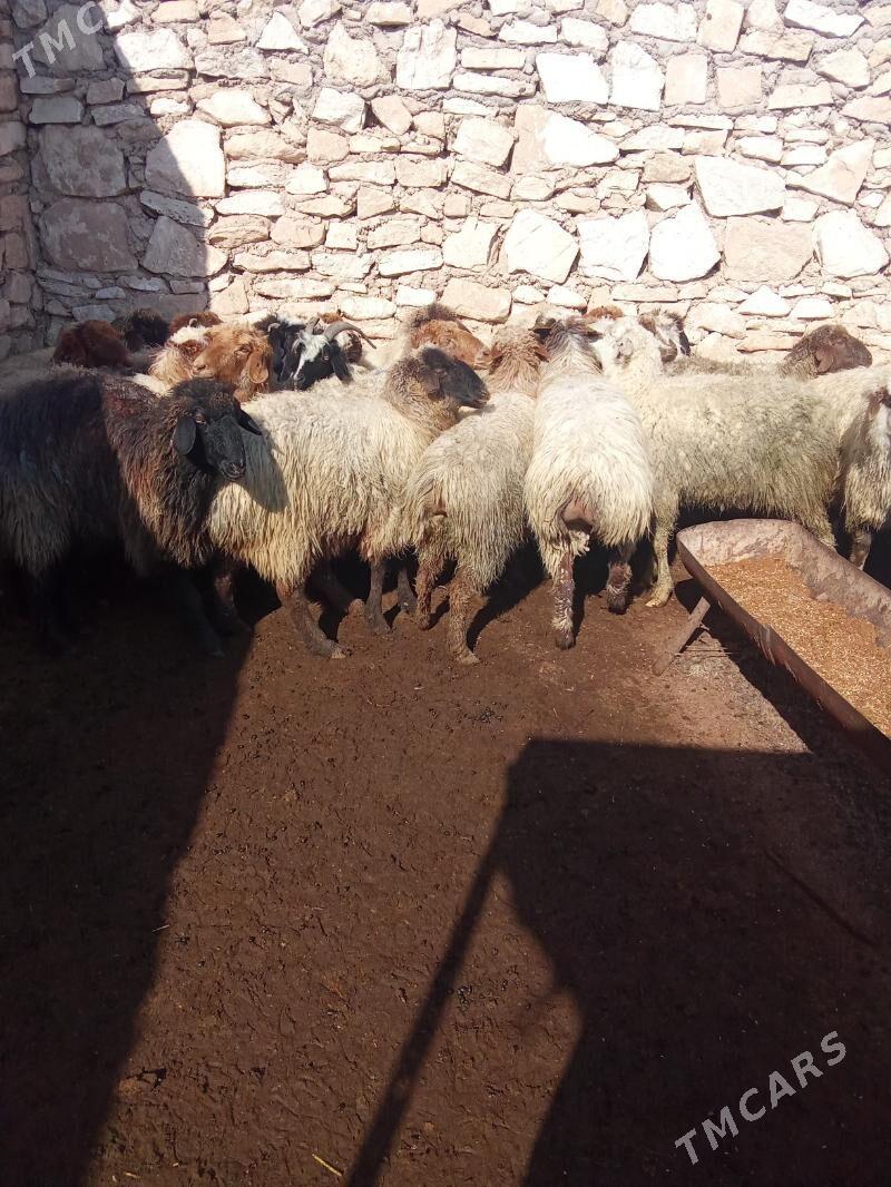 goyun - Türkmenbaşy - img 1