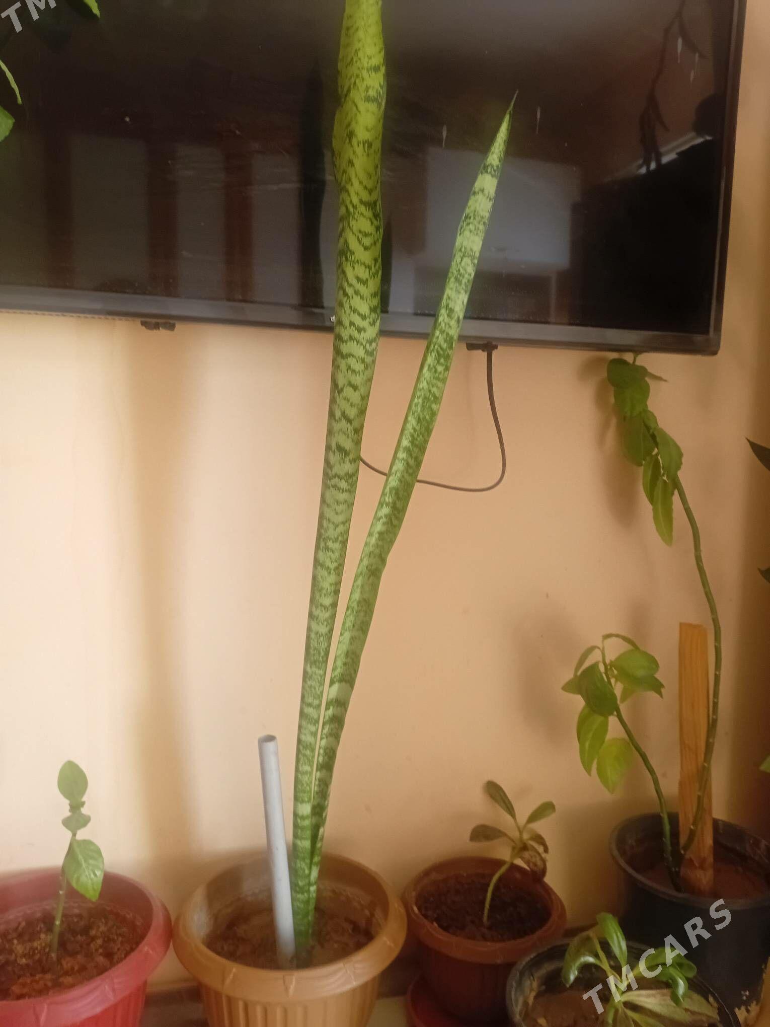 garsok guller - Parahat 7 - img 1