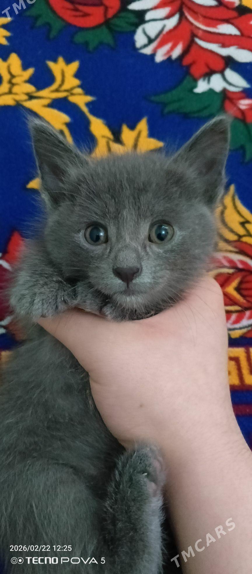 pisik parodaly - Ашхабад - img 1