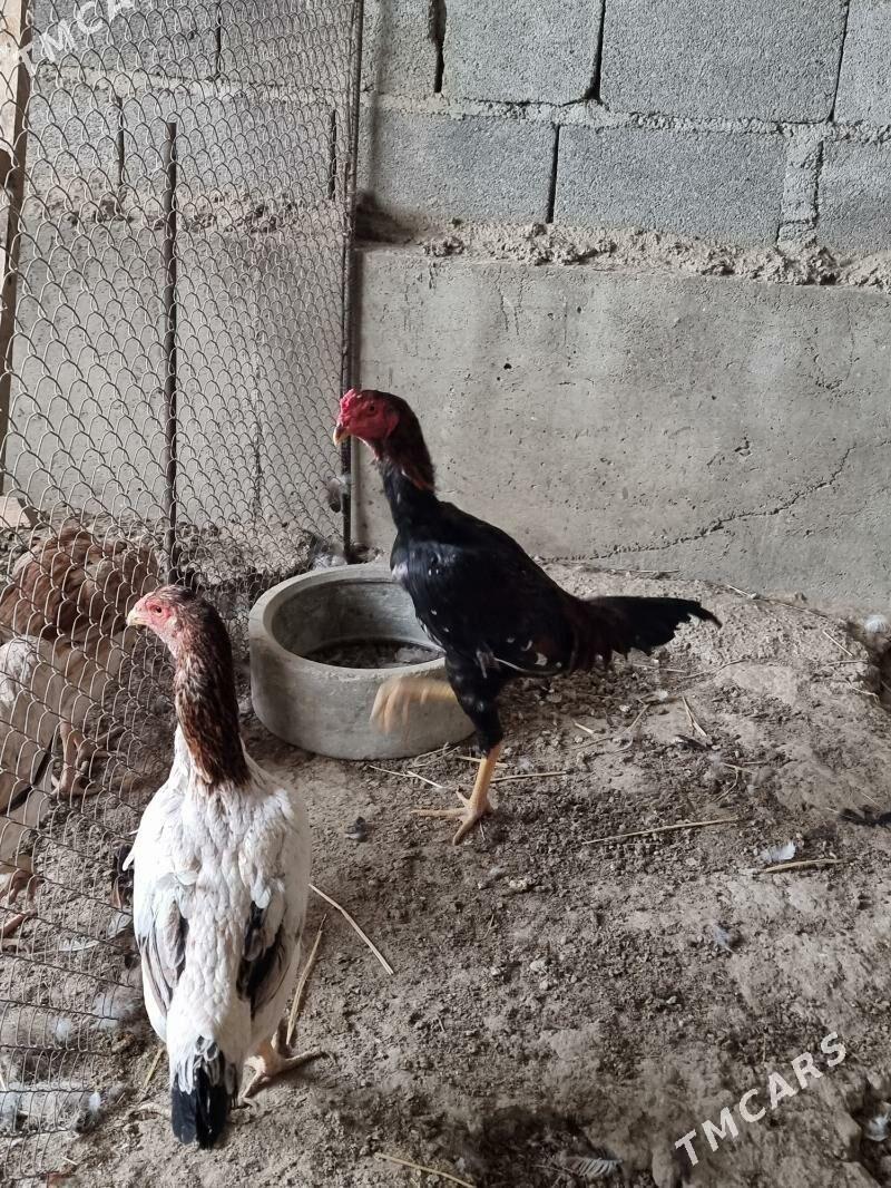 Taşkent - Bäherden - img 1