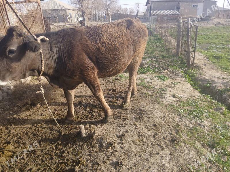 Gysyr tüwe - Tejen - img 1