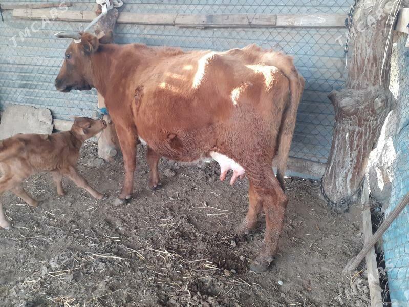 saglyk sygyr - Sakar - img 1