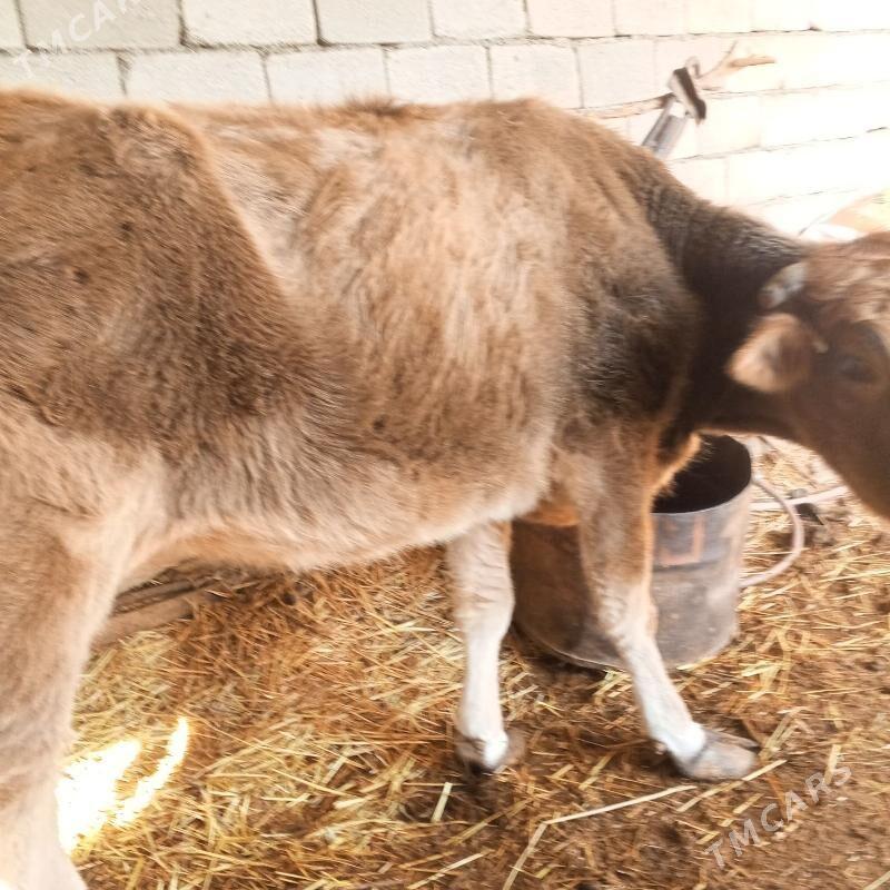 gysyr sygyr - Gökdepe - img 1