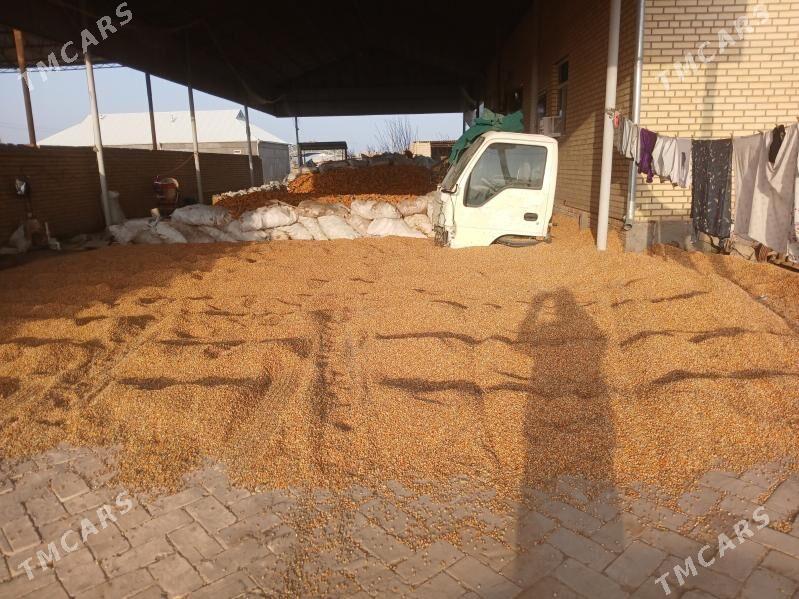 mekge dane - Туркменгала - img 1