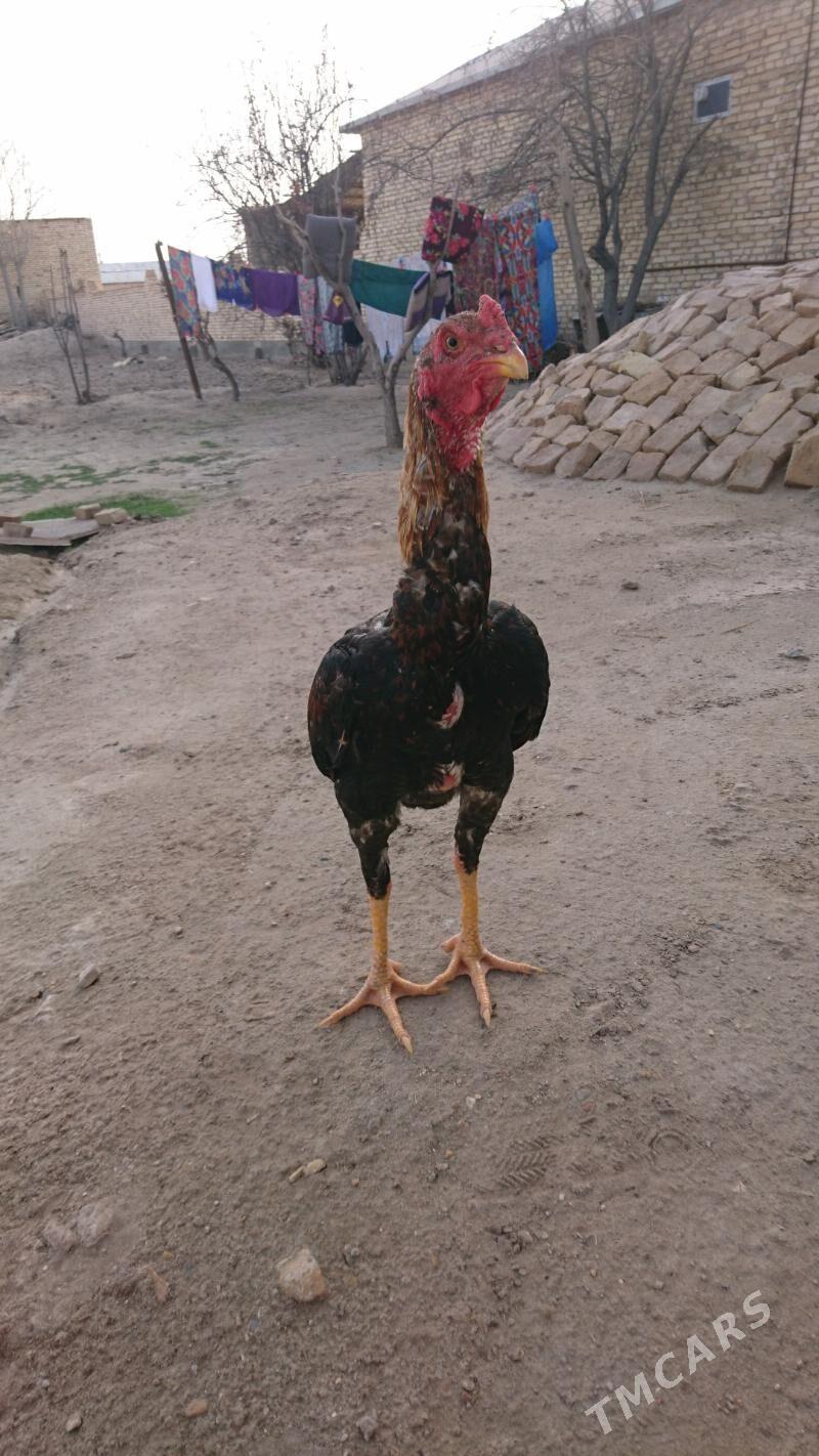 Horaz - Дянев - img 1