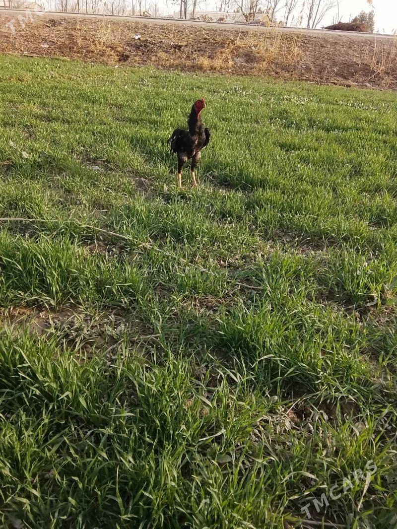 horaz - Дянев - img 1