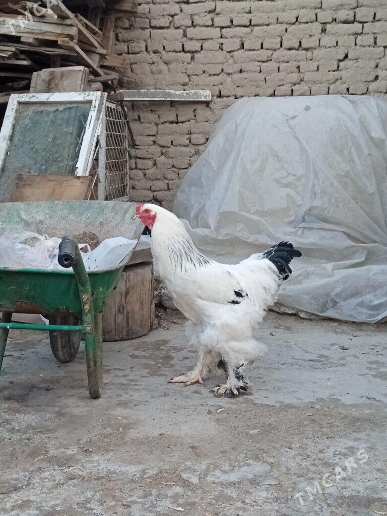 brama - Hitrowka - img 1