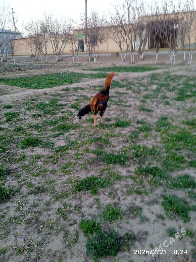 Horaz - Чарджоу - img 1