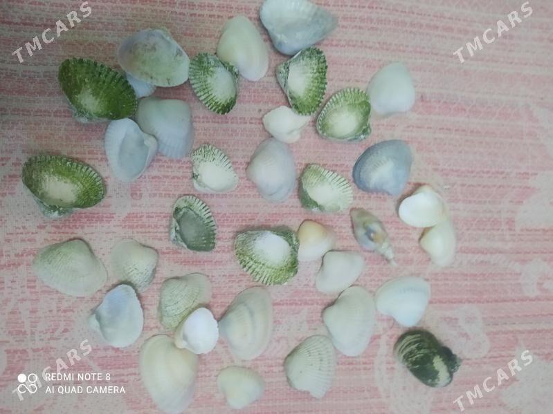 ракушки аквариум учин - Daşoguz - img 1