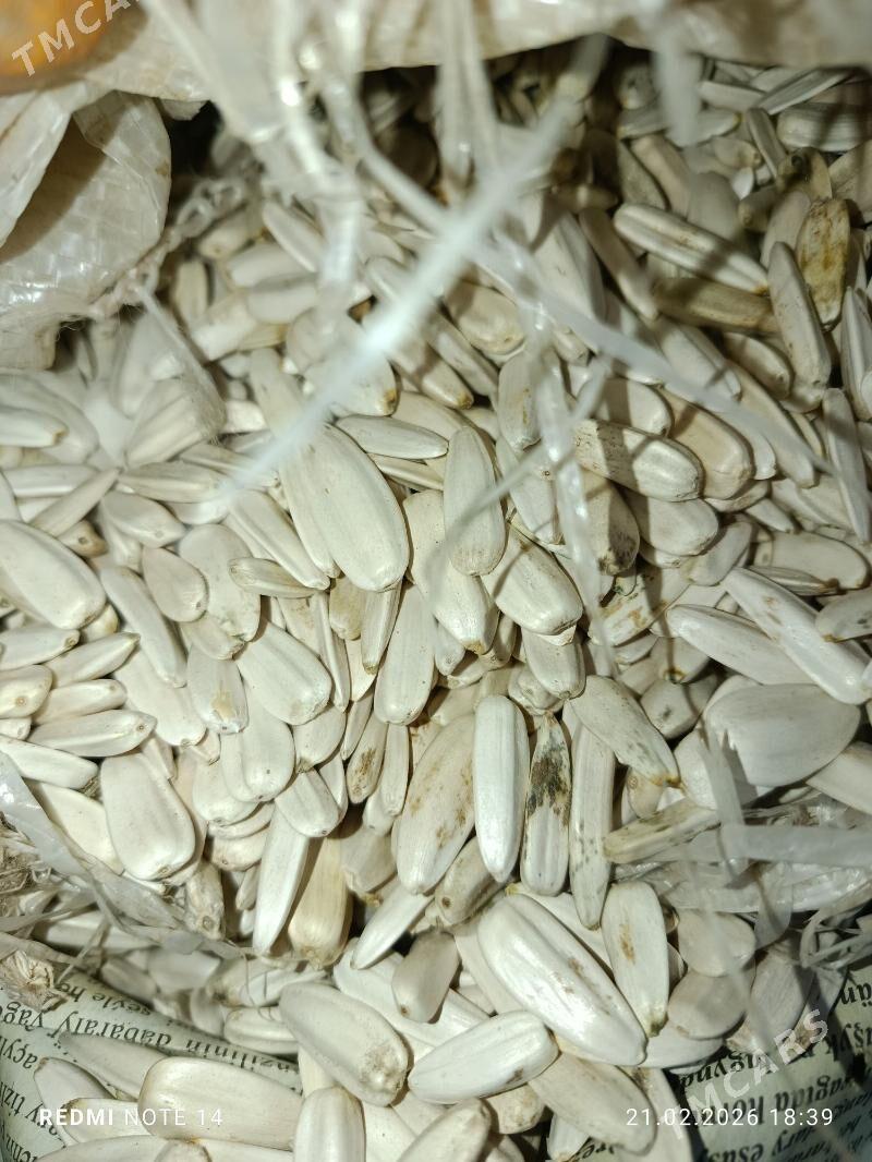 ak tokga cigit - Гороглы (Тагта) - img 1