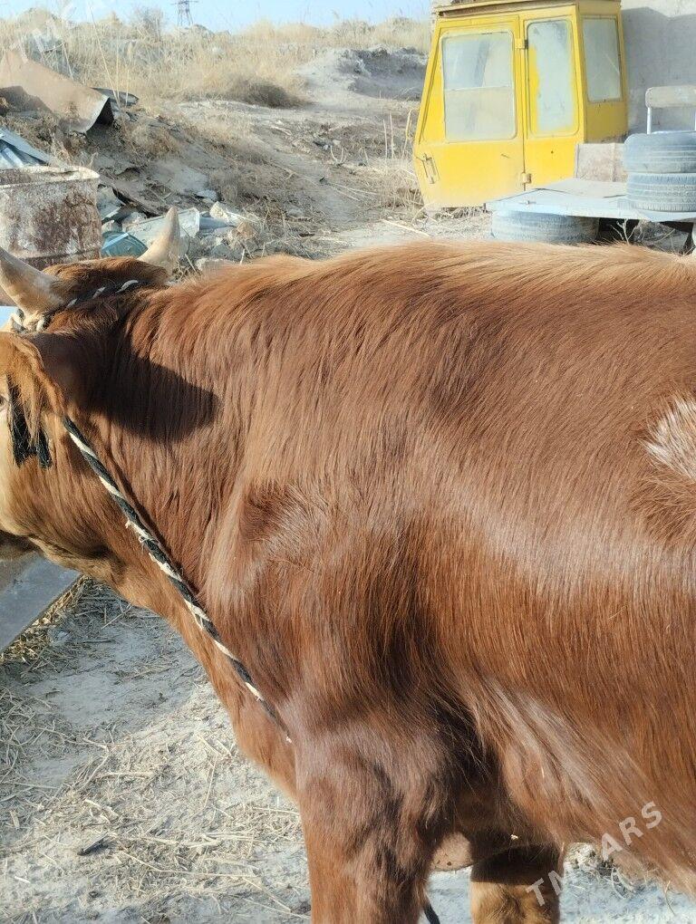 Okuz - Туркменабат - img 1