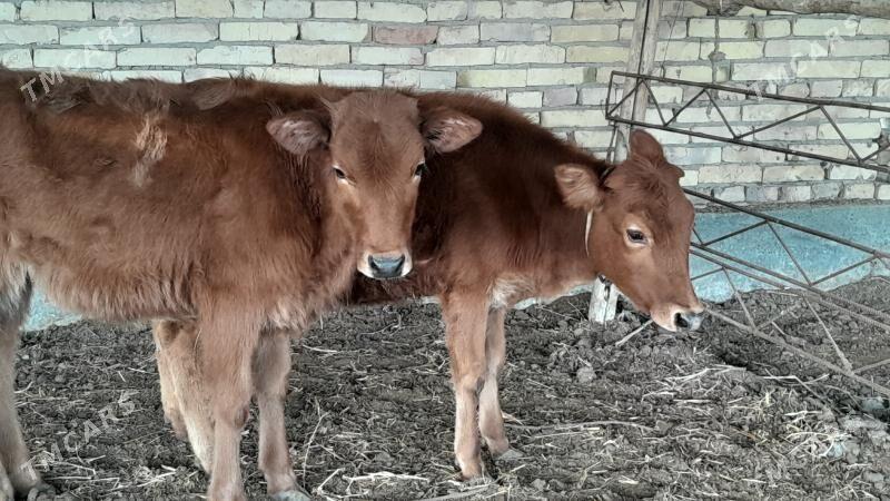 unajynlar - Sakar - img 1