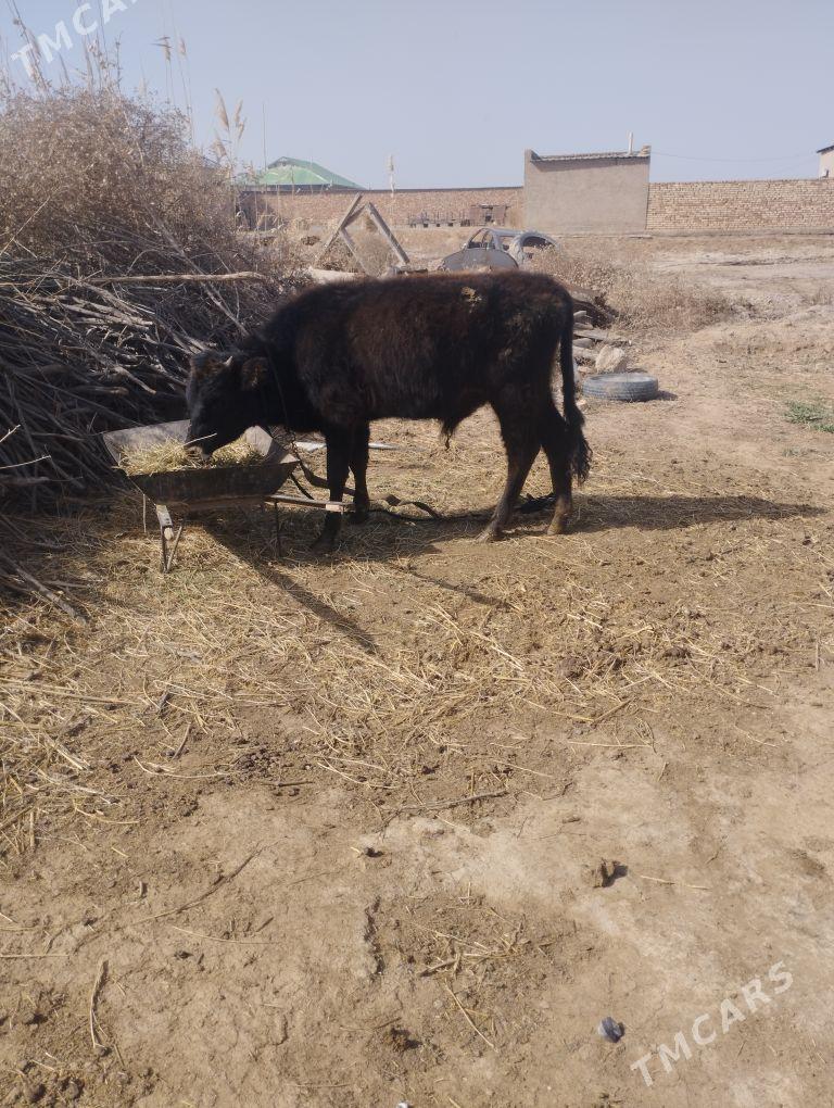 okiz - Бабадайхан - img 1