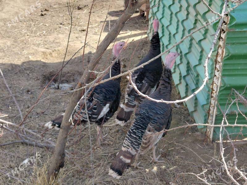 induk horaz - Täze zaman - img 1