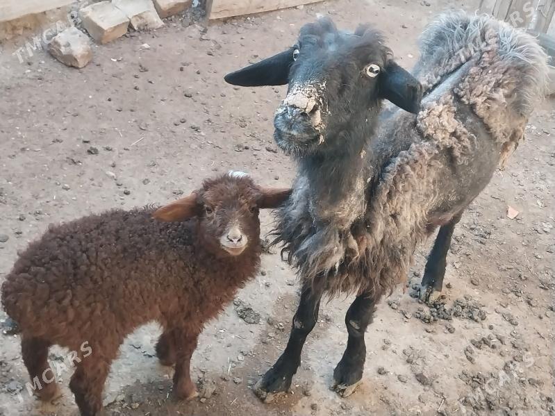 Guzlygoyun - Balkanabat - img 1