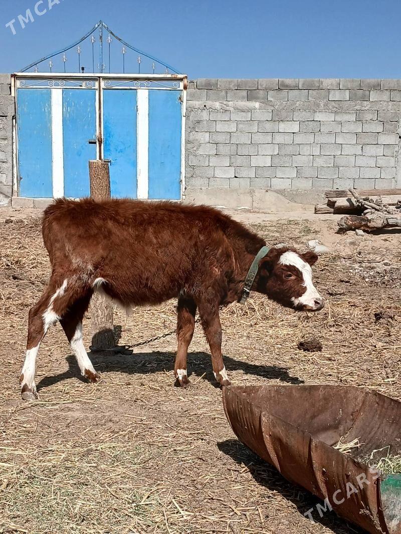 okuz - Гёкдепе - img 1